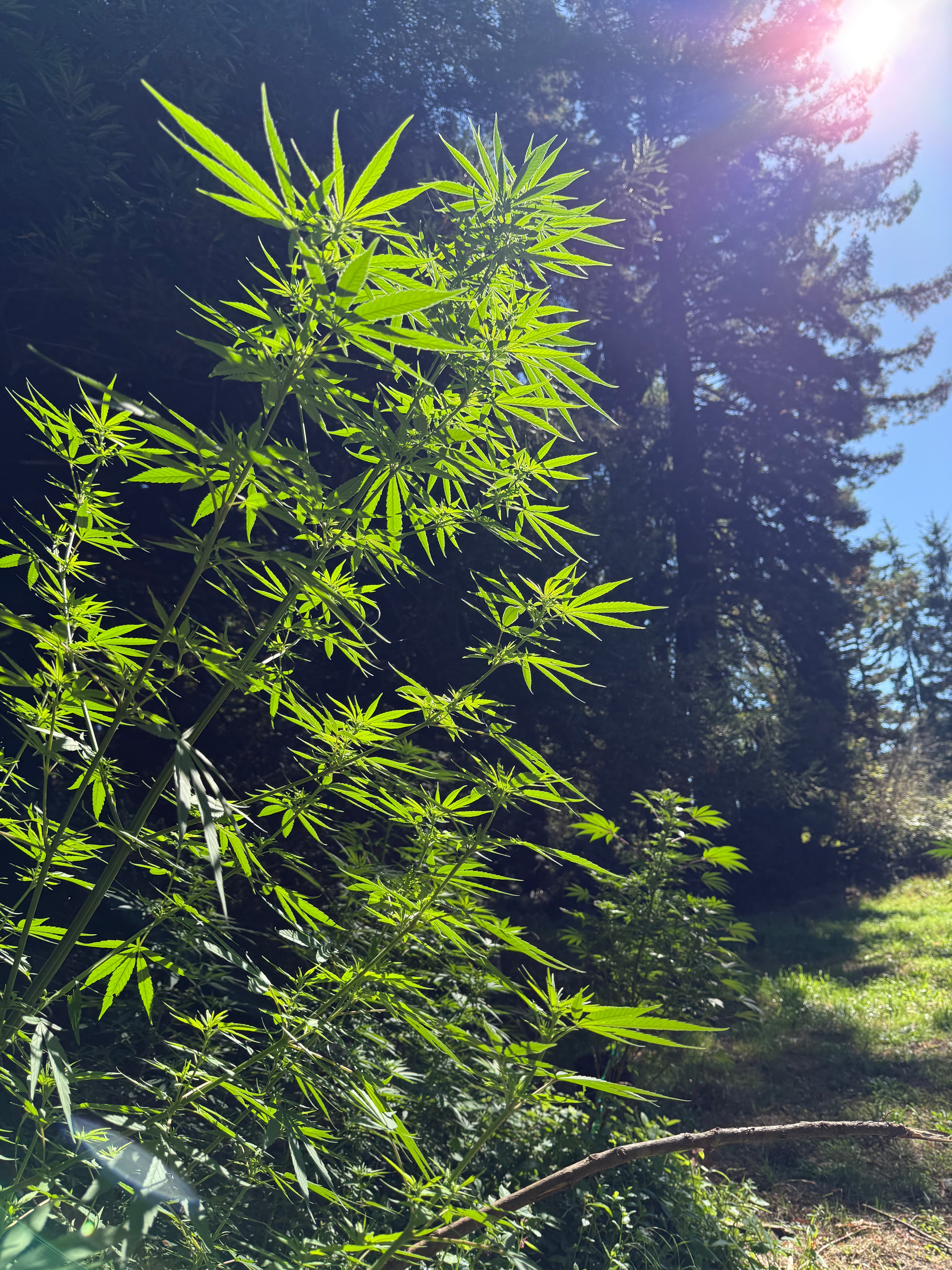 Equatorials (NLD/Sativa)