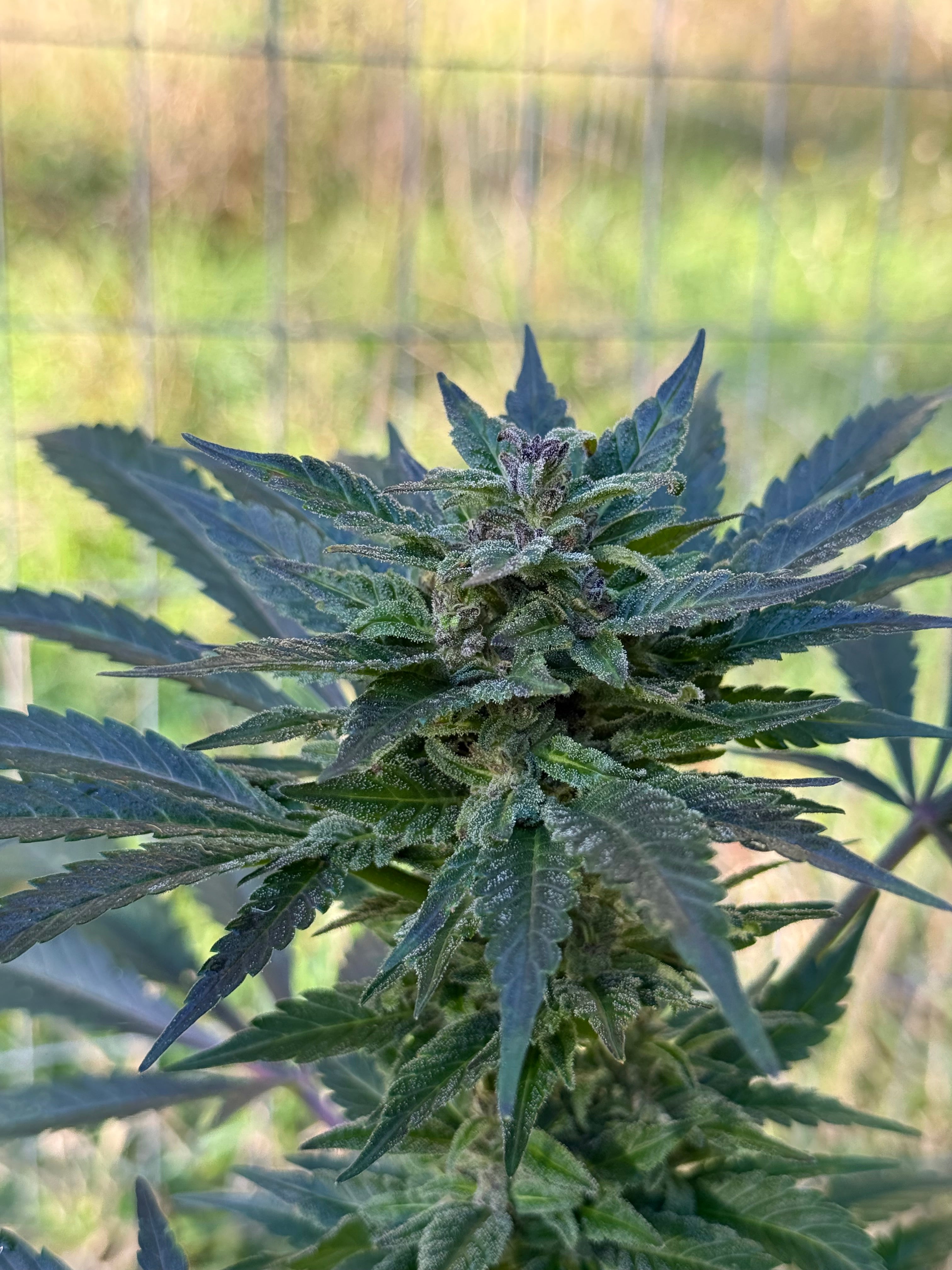 Pure/Regional Cultivars