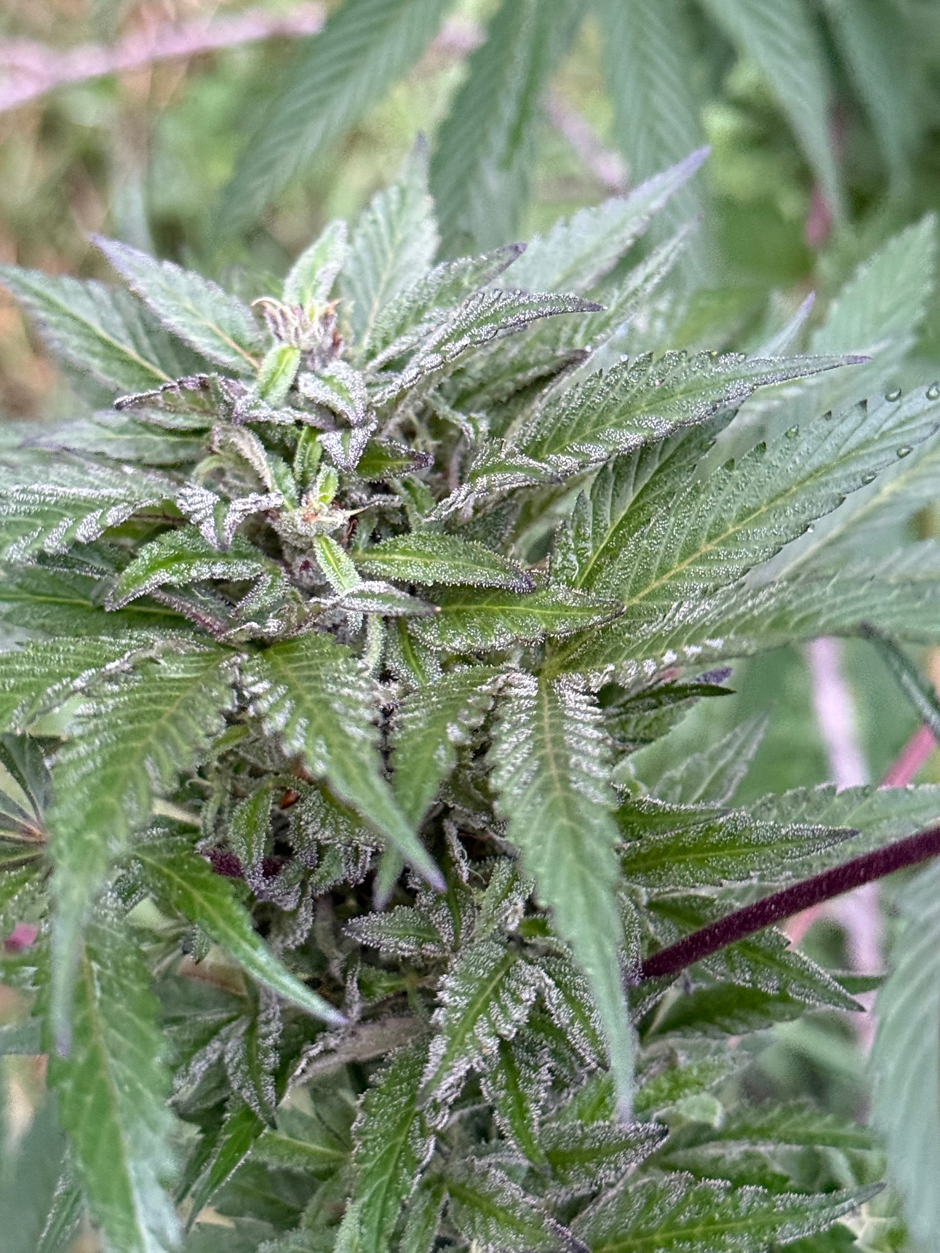 Hash Plants (Afghanistan, Pakistan)