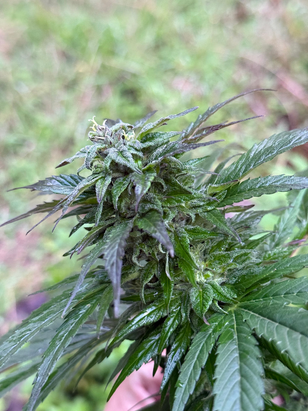 Nice Purple Spice F3