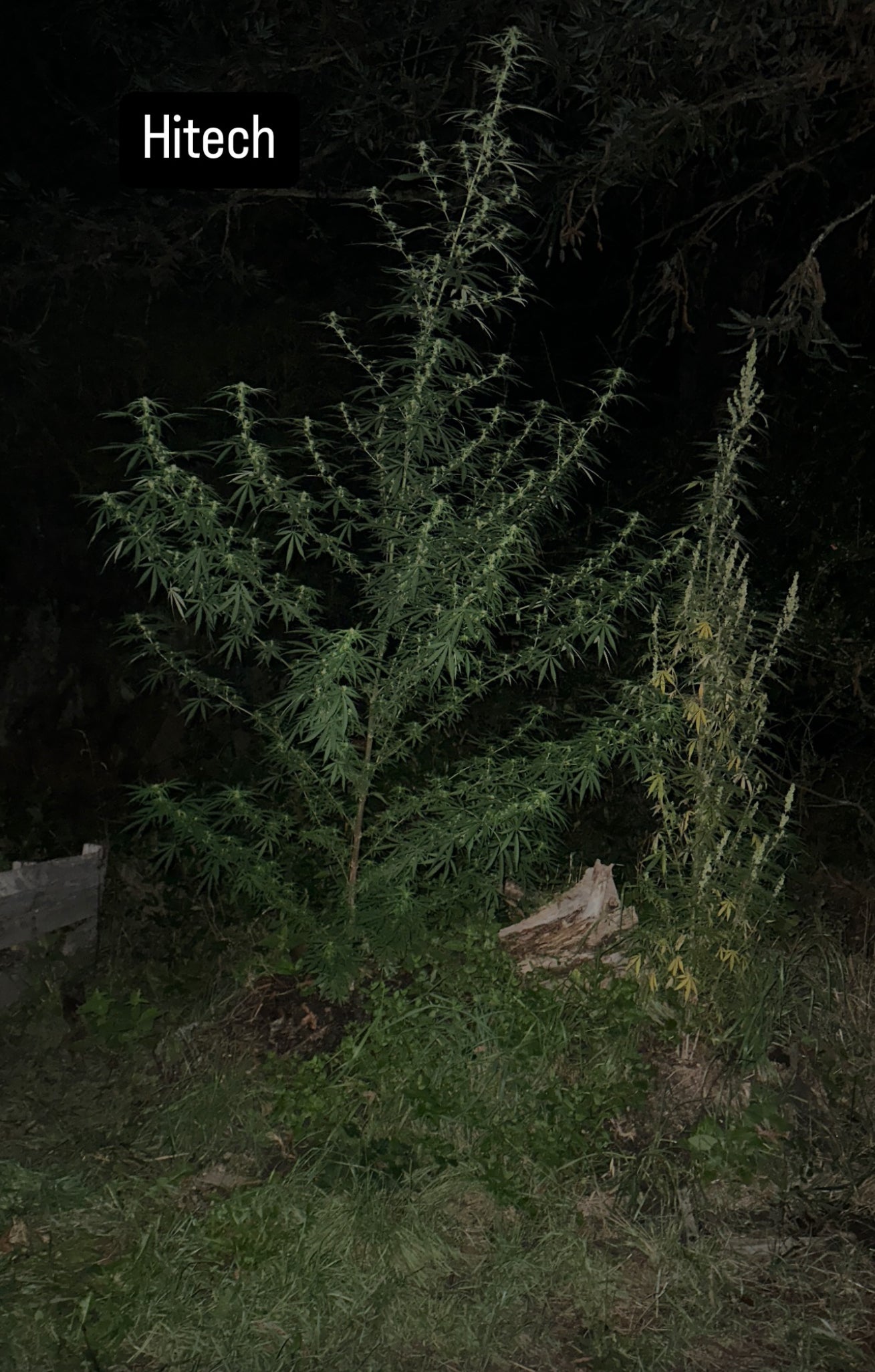 HiTech