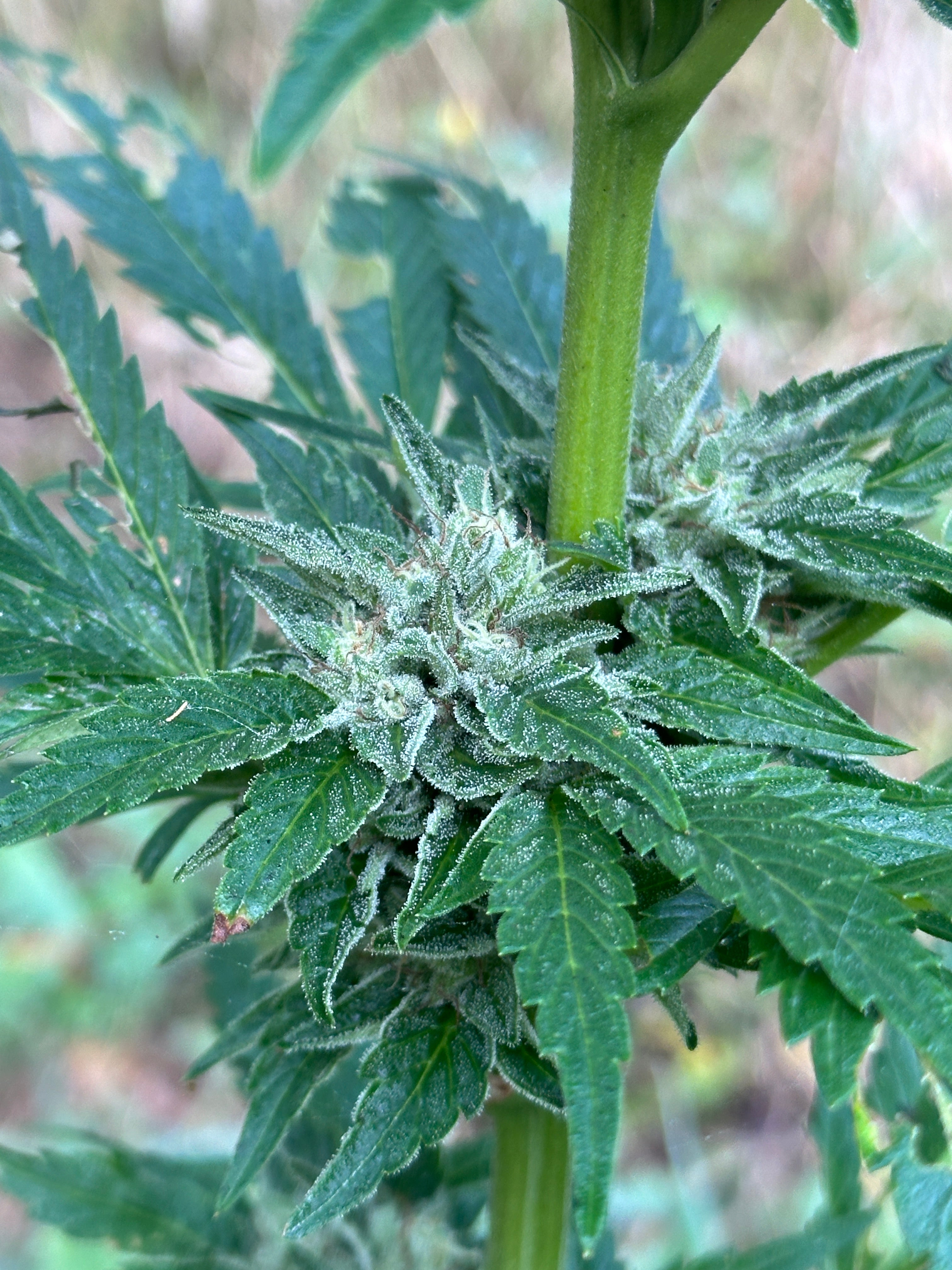 Khyber Pass, Pakistan