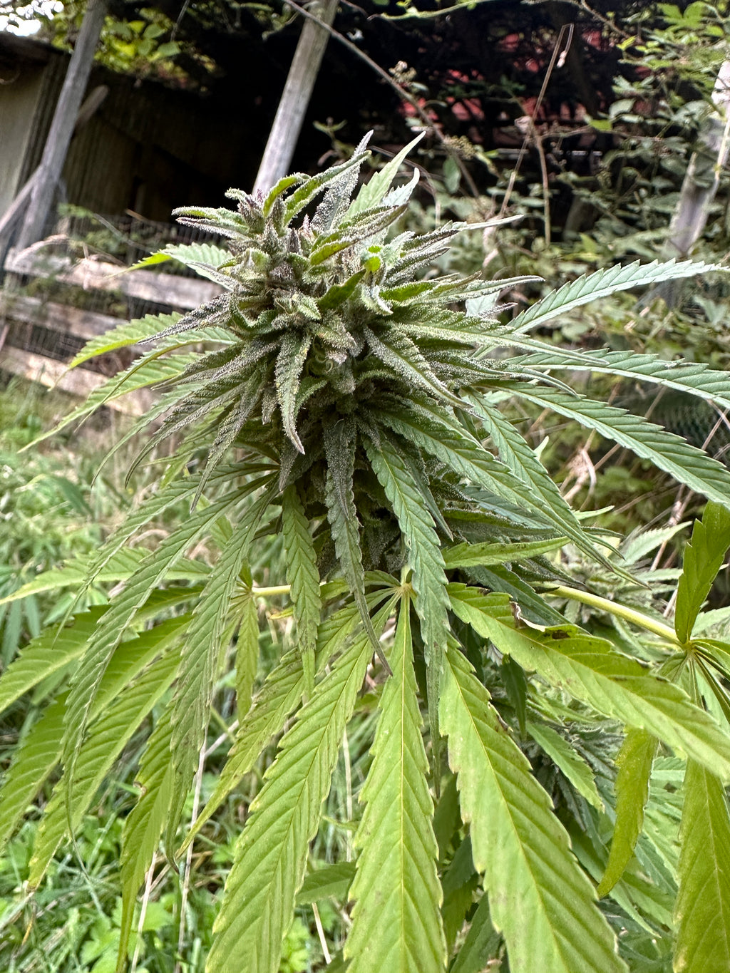 Marine Layer (Vietnam x Mexico)