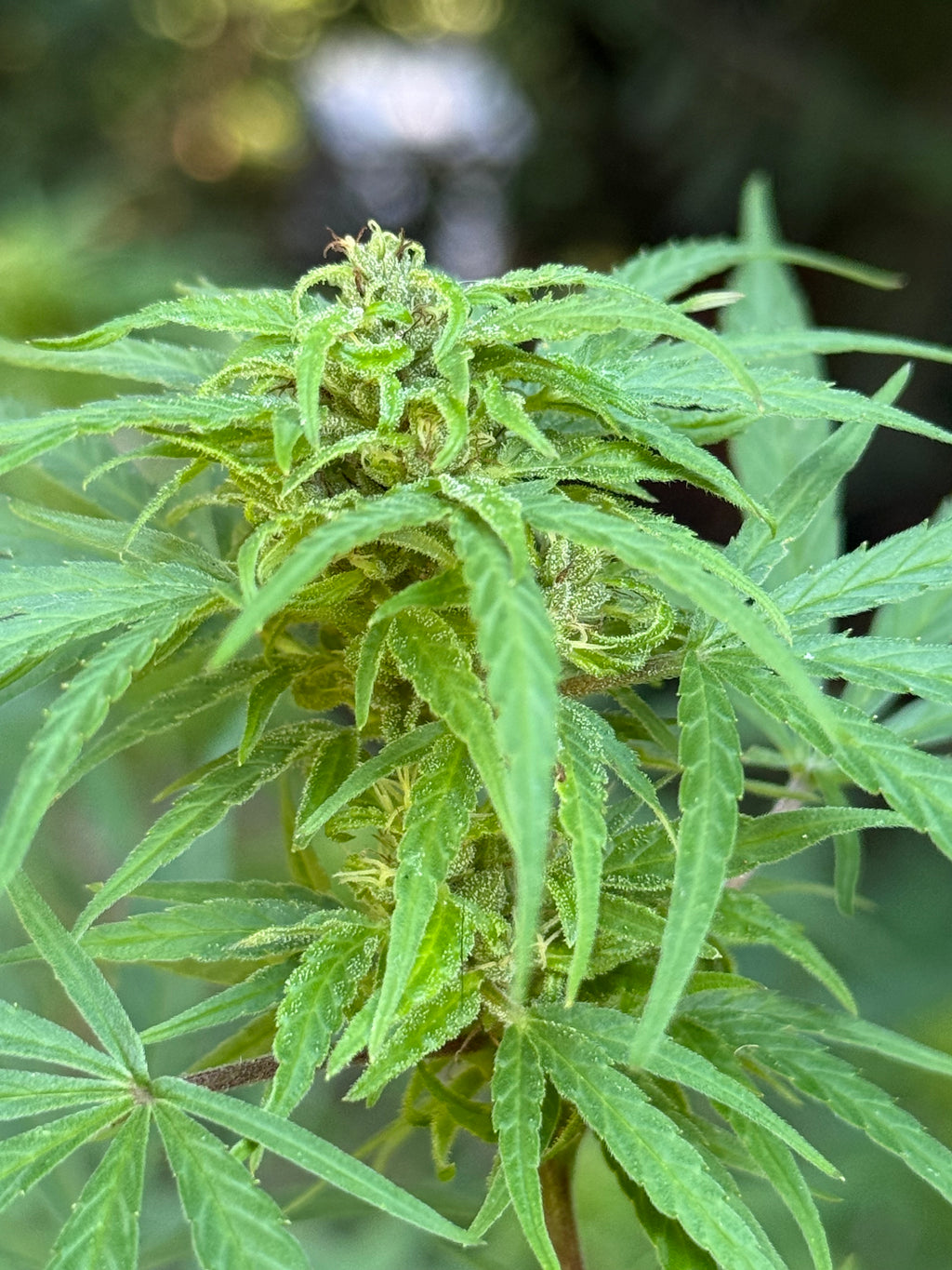 HiTech (Cambodia x Panama)