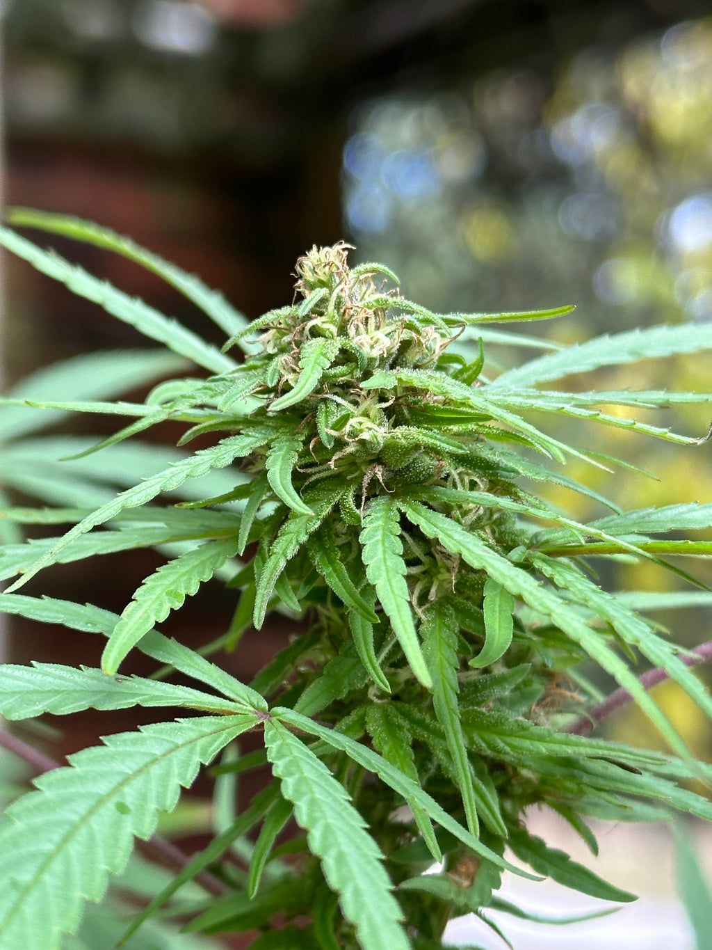 HiTech (Cambodia x Panama)