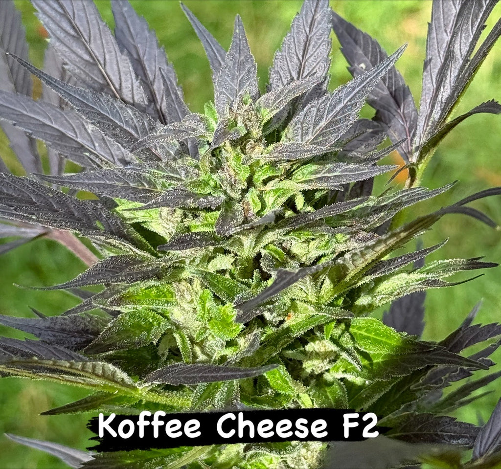 Koffee Cheese