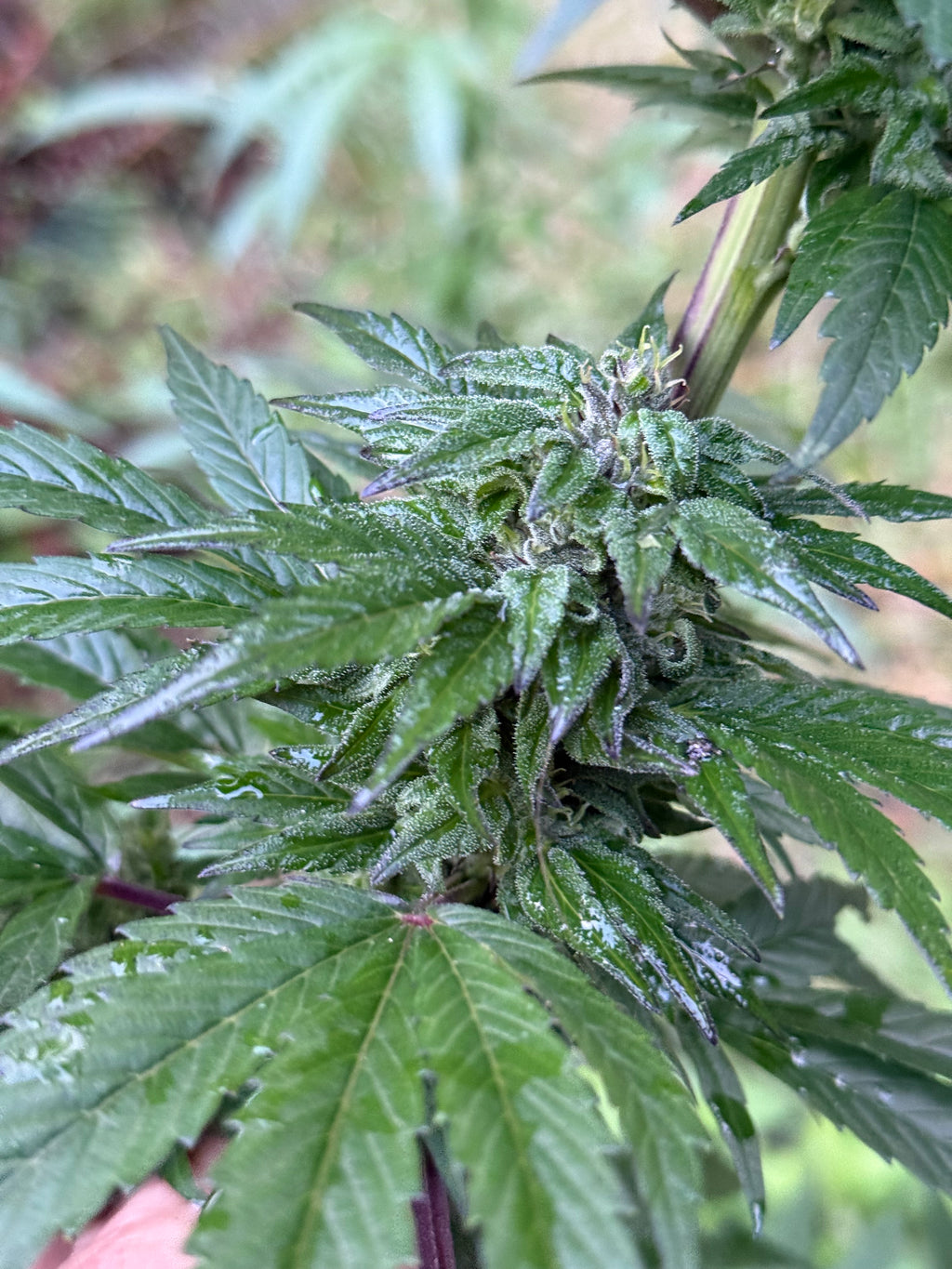 Nice Purple Spice F3