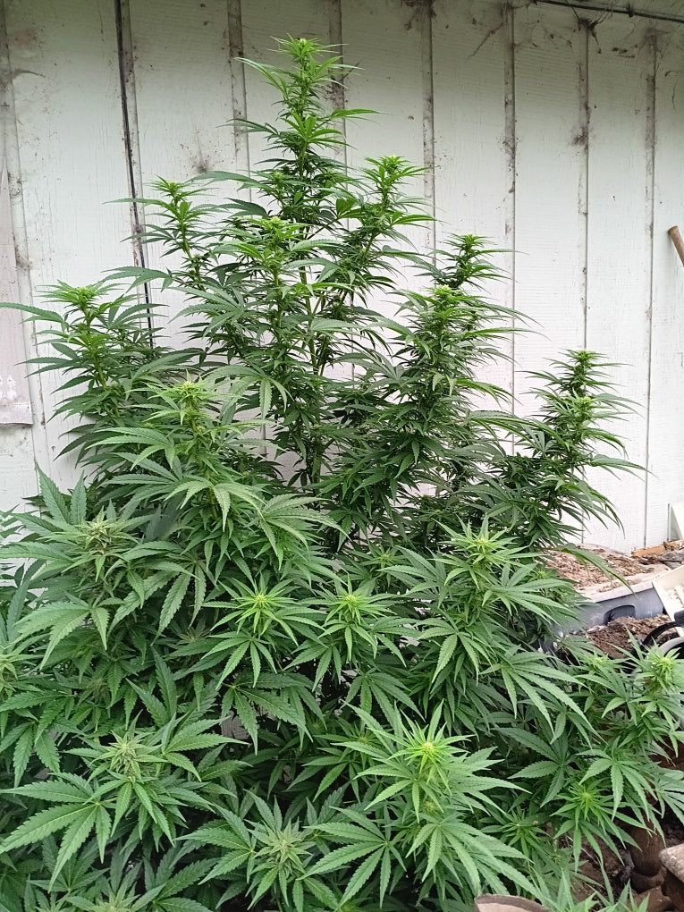 Khyber Pass, Pakistan