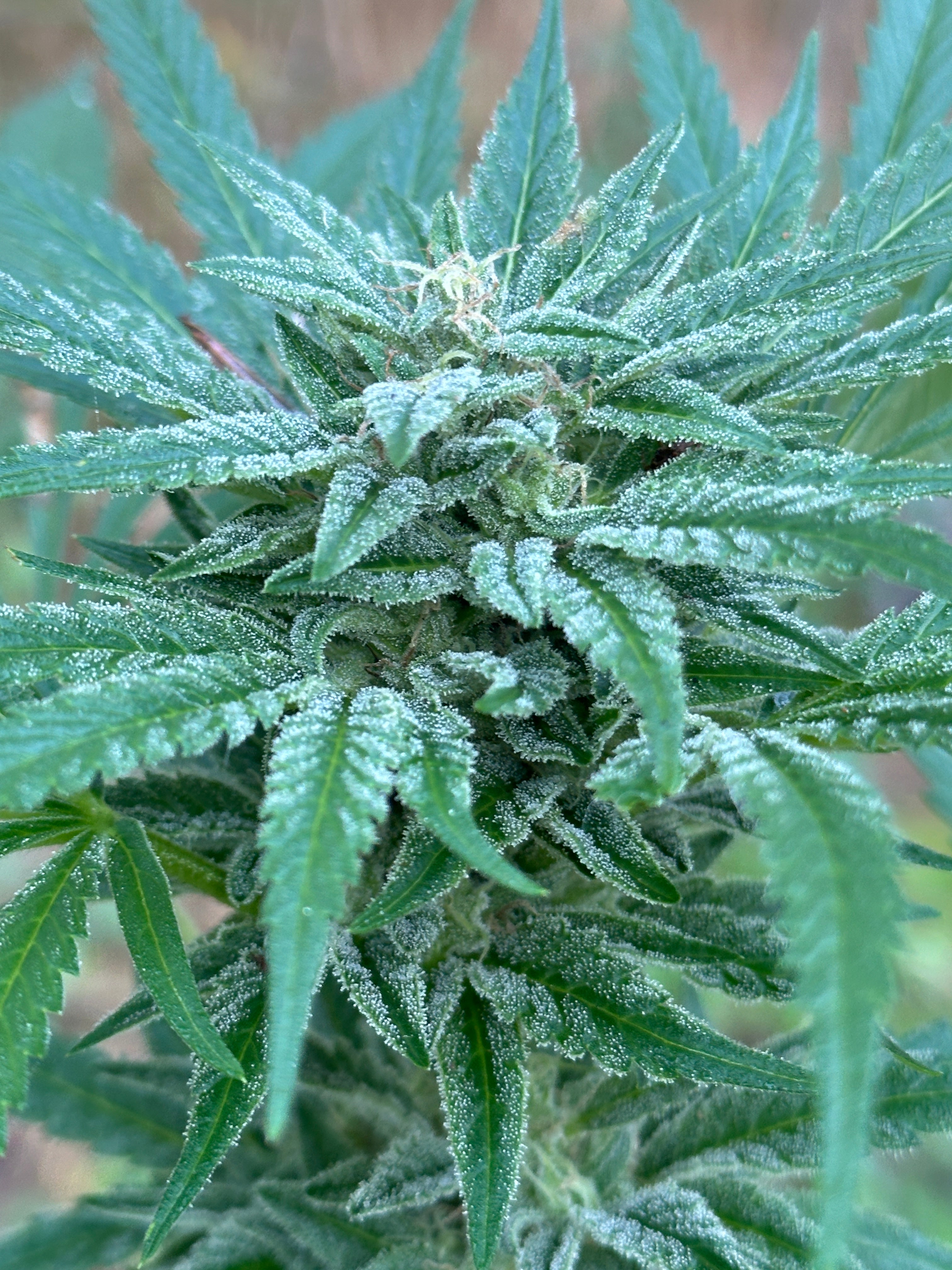 Khyber Pass, Pakistan