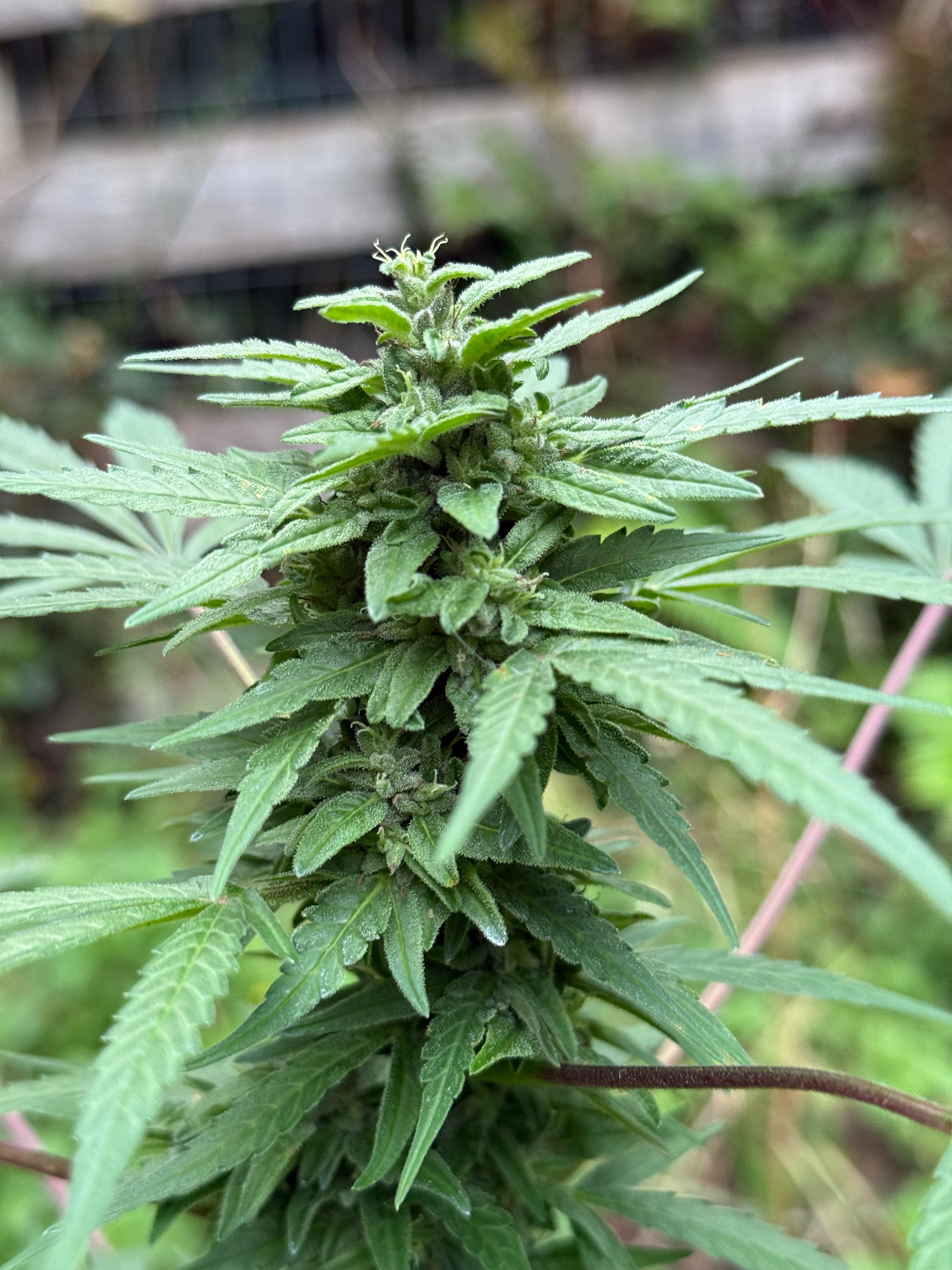 Marine Layer (Vietnam x Mexico)