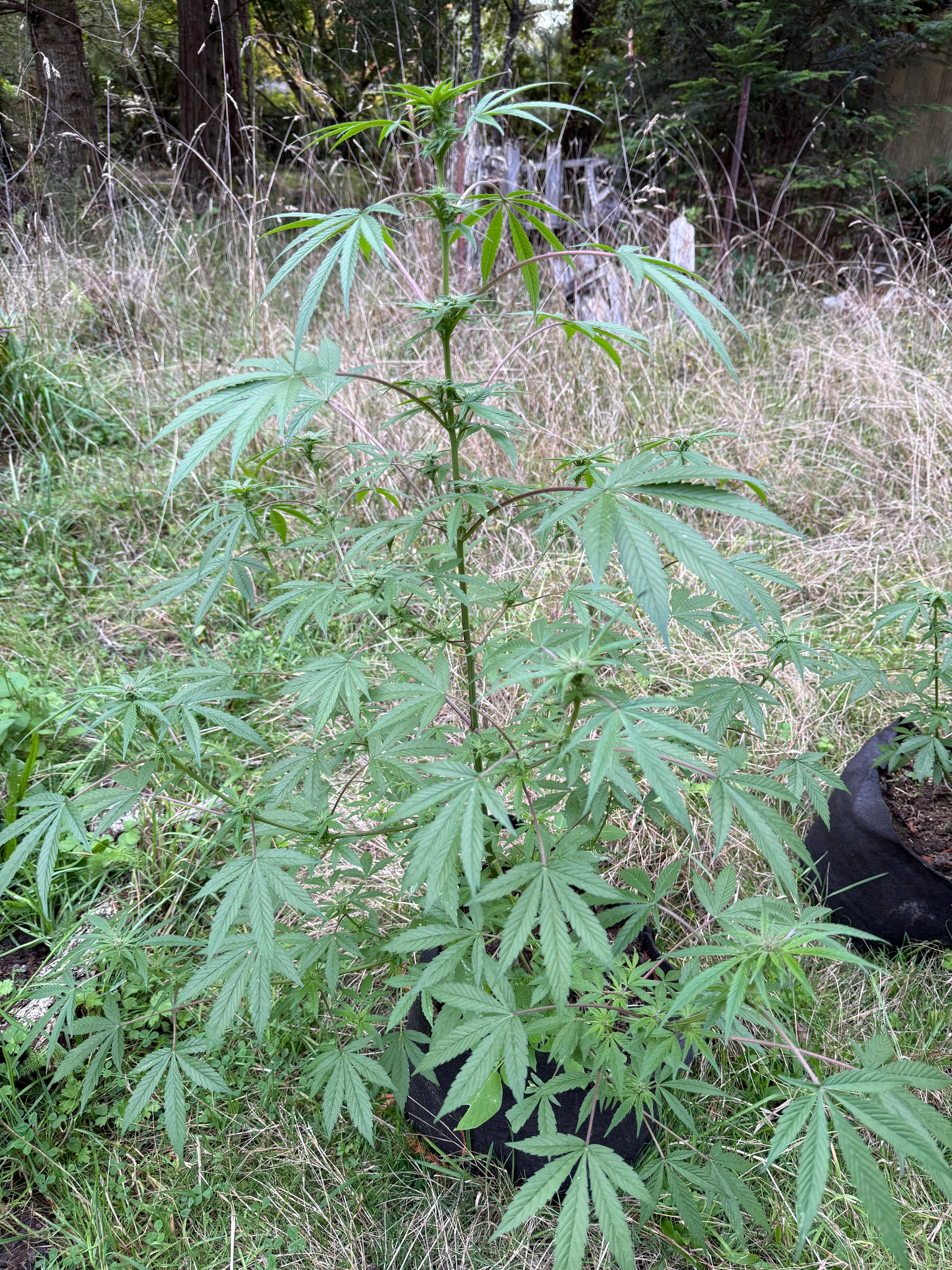 Balanced Kitty (Polyhybrid)