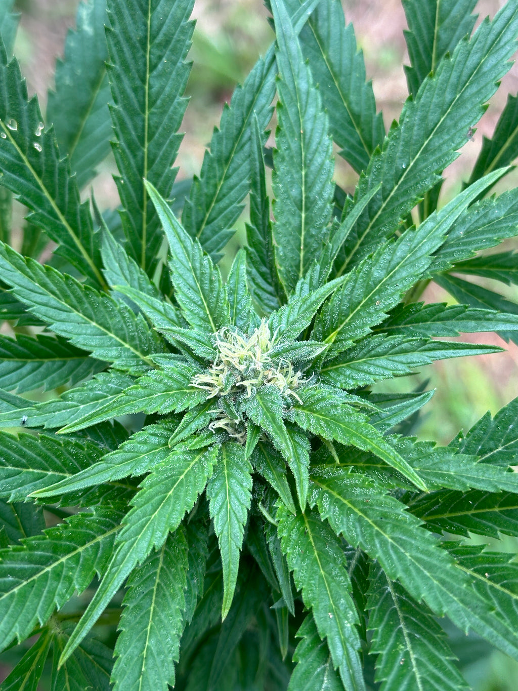 Khyber Pass, Pakistan