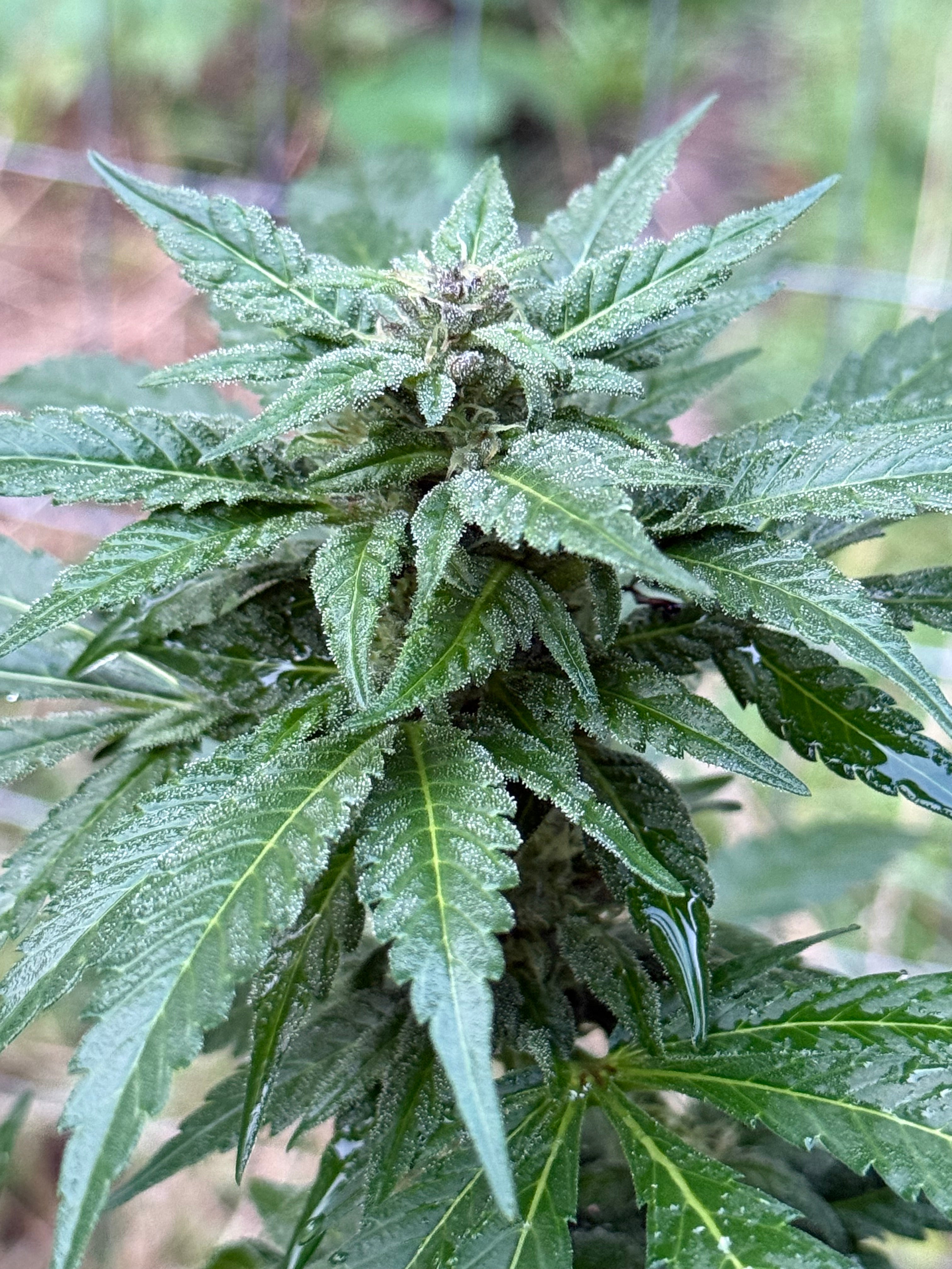 Pure landrace hash plant seeds from Balkh, Afghanistan. 