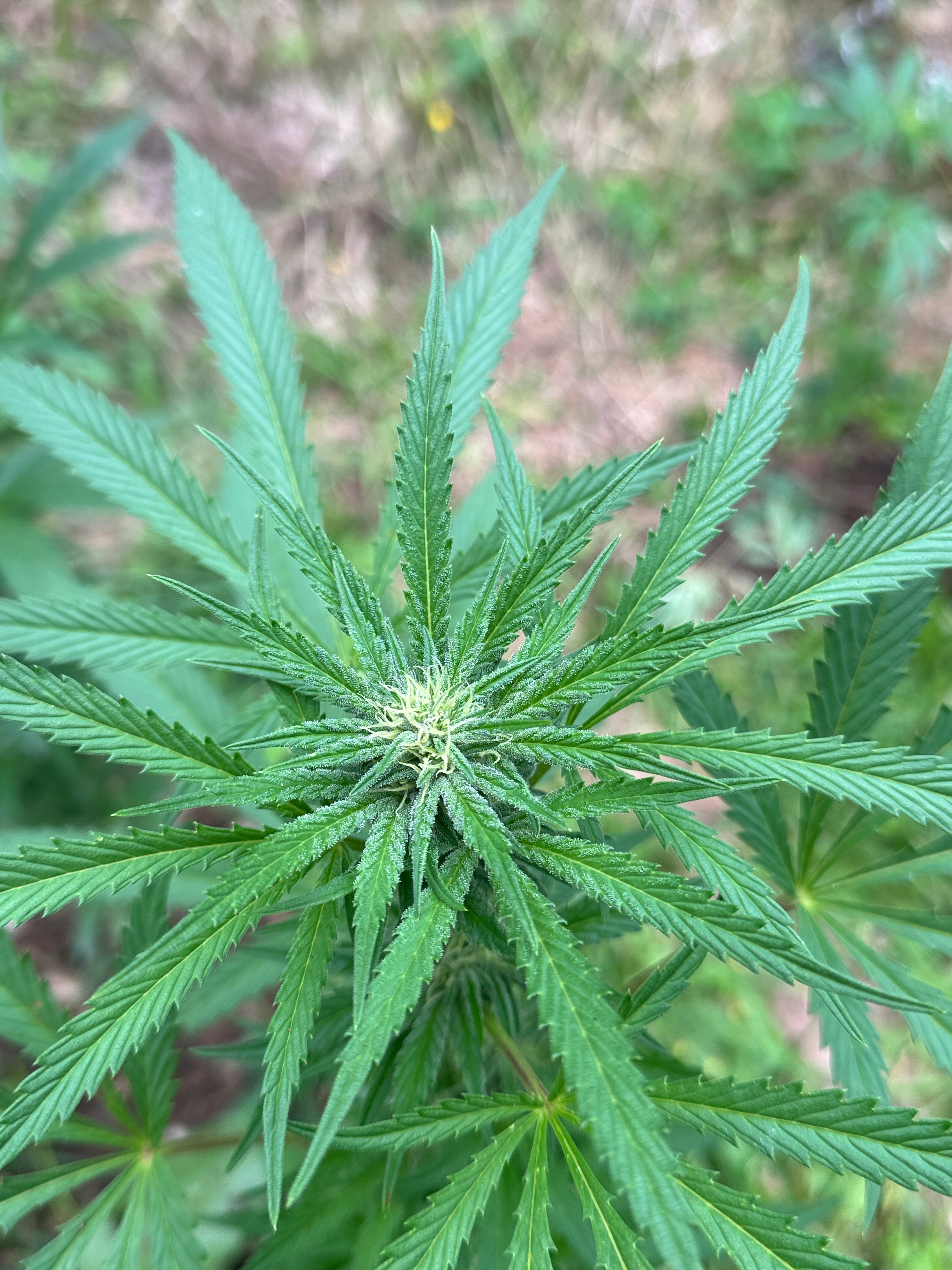 Khyber Pass, Pakistan