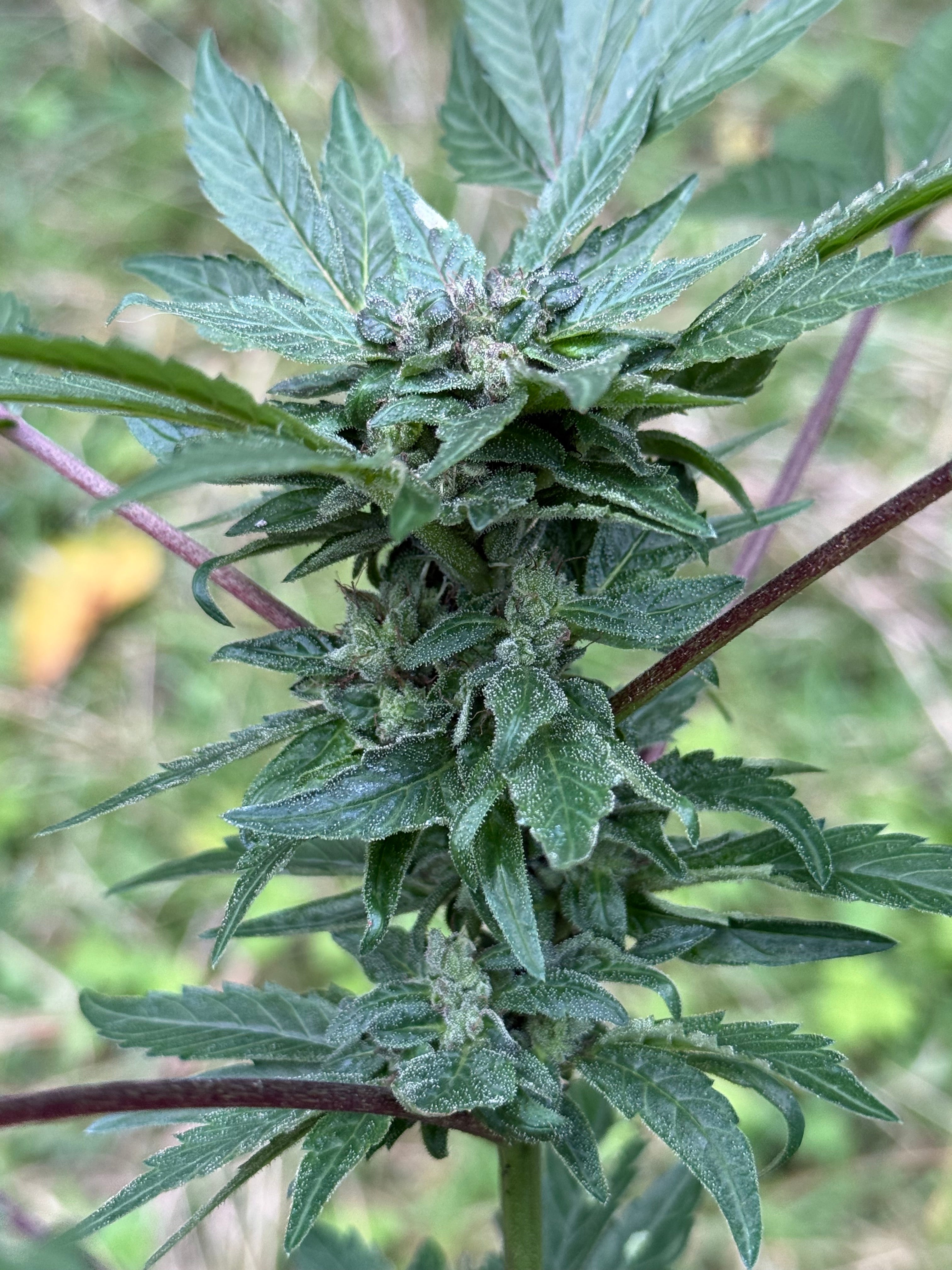 Balanced Kitty (Polyhybrid)