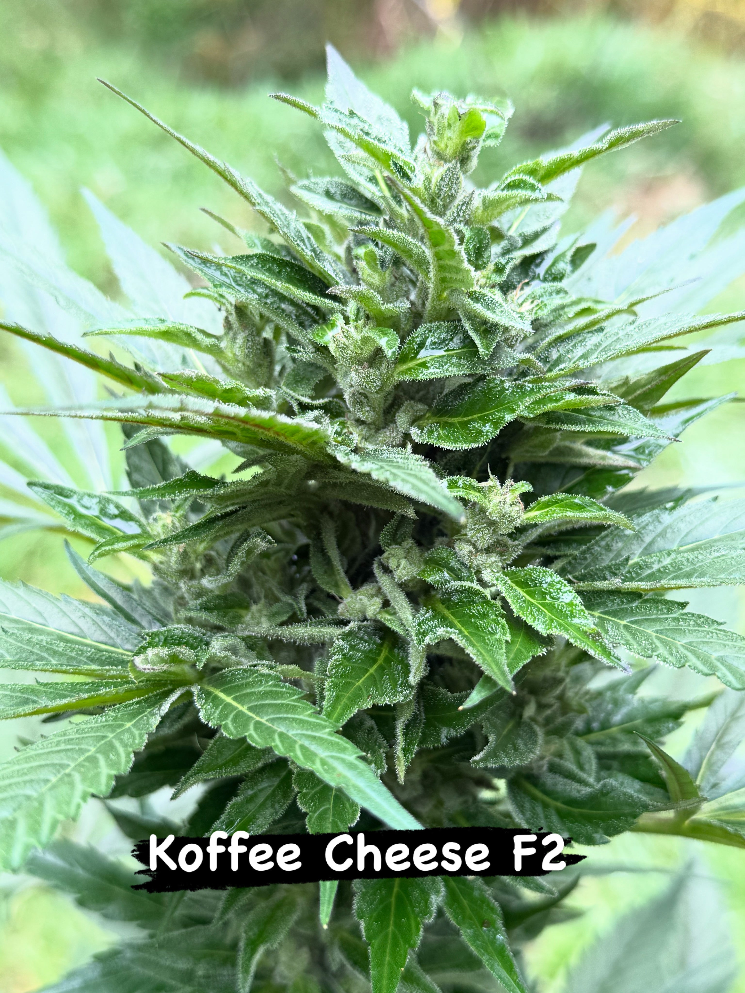 Koffee Cheese