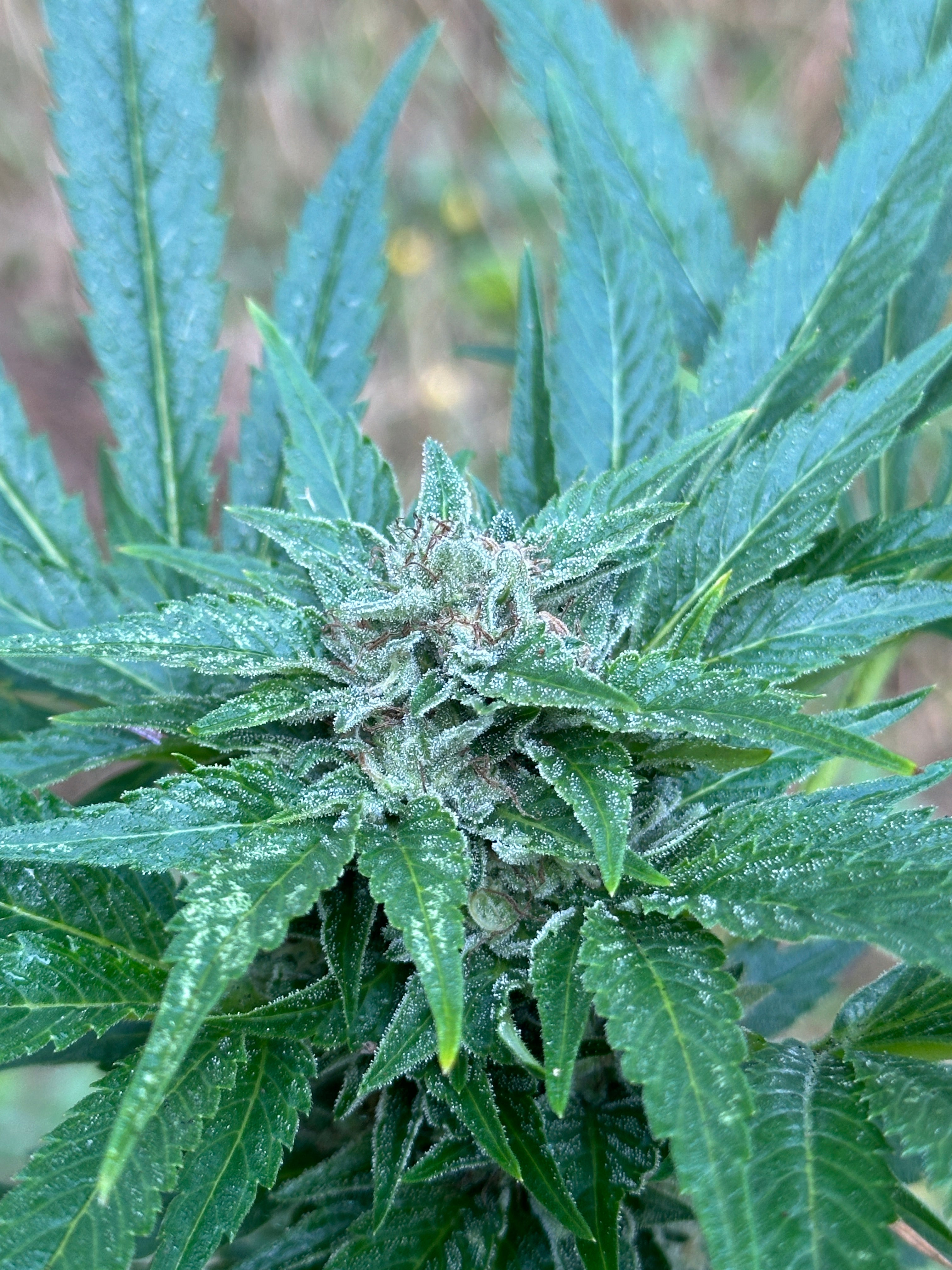 Khyber Pass, Pakistan