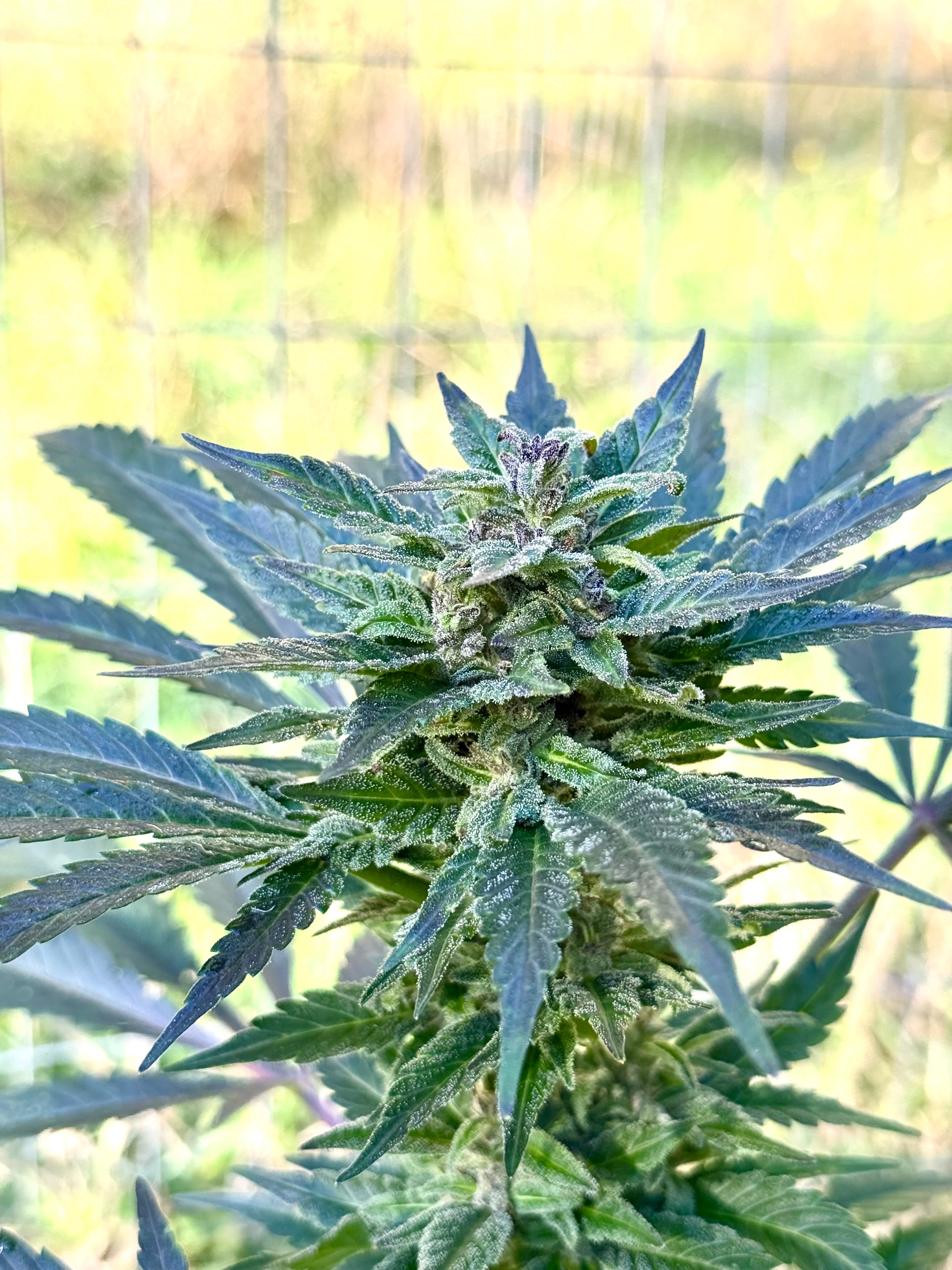 Pure landrace hash plant seeds from Ghazni, Afghanistan. 