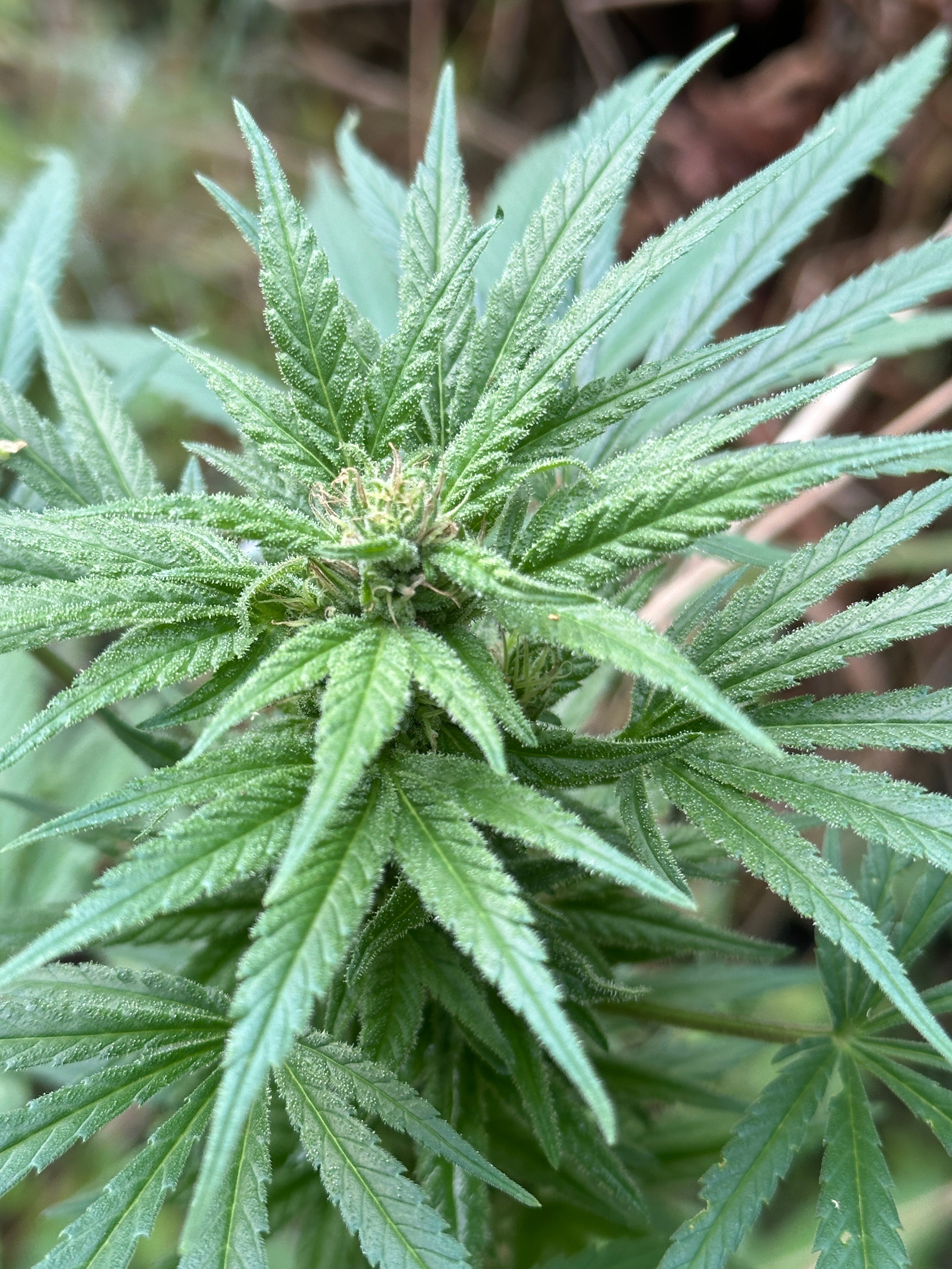 Malawi Gold x Ghazni, Afghanistan