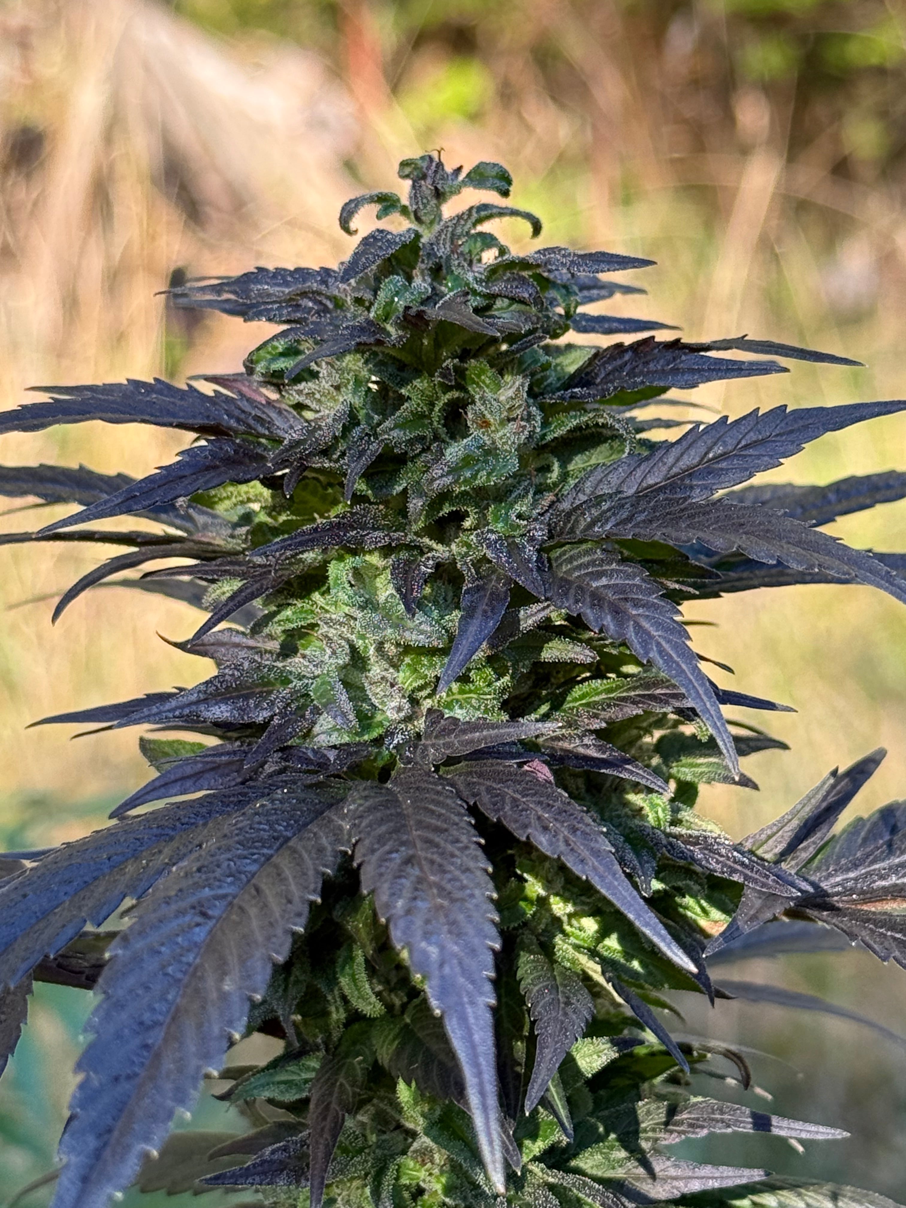 Landrace cannabis seeds combining two regional cultivars from Afghanistan. Nice Purple Spice
