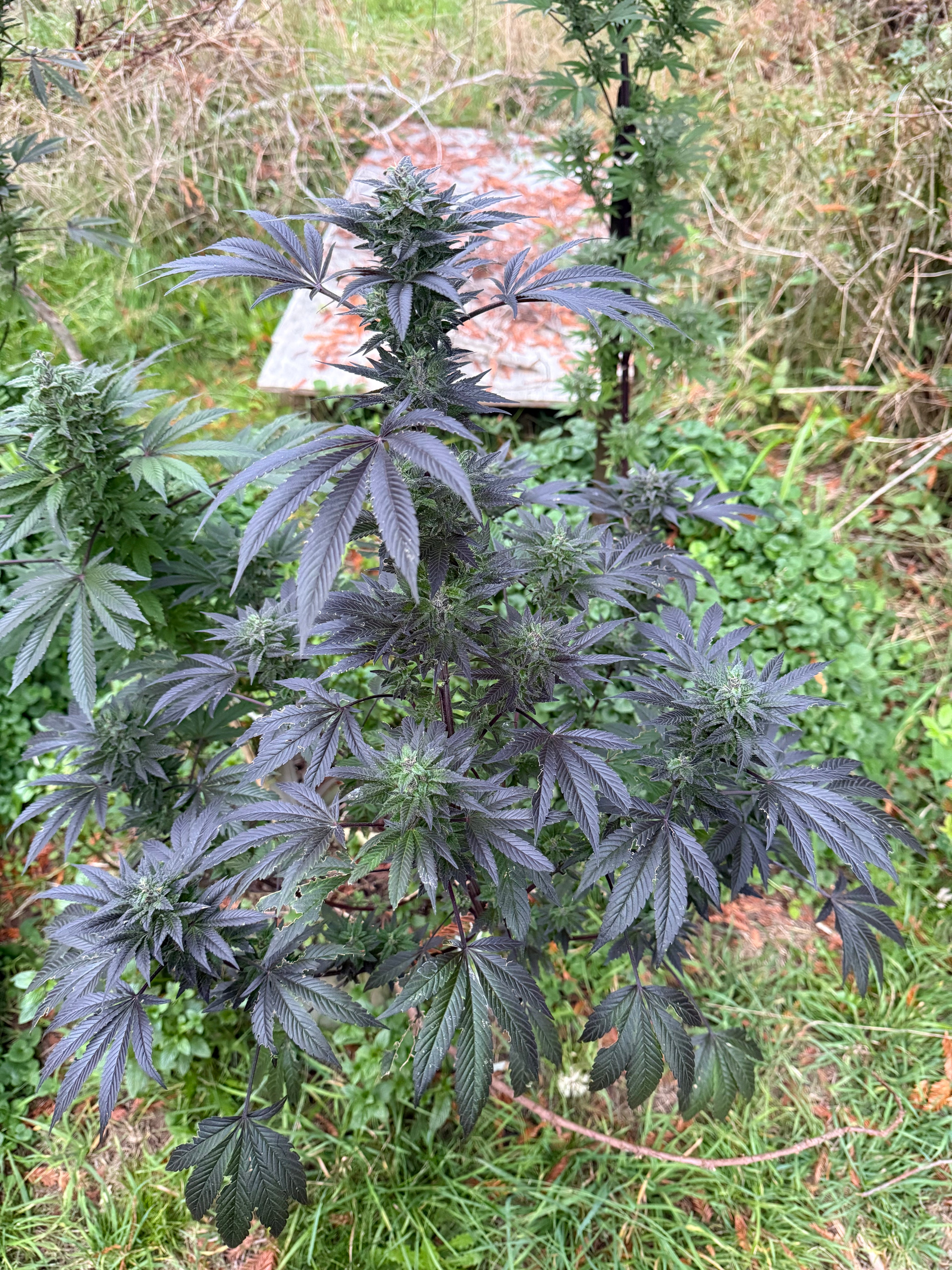 Landrace cannabis seeds combining two regional cultivars from Afghanistan. Nice Purple Spice
